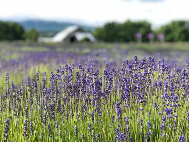 lavender-field