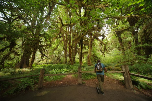 Hoh Rainforest